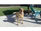 Adopt Odie a Retriever