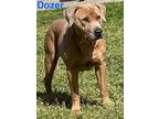 Adopt Dozer (w 33rd) a Mixed Breed