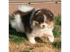 Pomeranian Puppy for sale in Bourbonnais, IL, USA