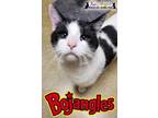 Adopt Bo Jangles a Domestic Short Hair