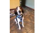 Adopt Kurt Russell a Treeing Walker Coonhound