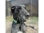 Adopt Titan a Great Dane