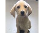 Adopt Fili a Yellow Labrador Retriever
