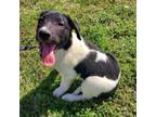 Adopt Pugsley a Jack Russell Terrier, Labrador Retriever