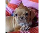 Puggle Puppy for sale in Hayward, WI, USA