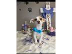 Adopt Arrow a Corgi, Jack Russell Terrier