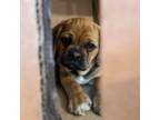 Puggle Puppy for sale in Hayward, WI, USA