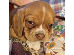 Puggle Puppy for sale in Hayward, WI, USA