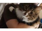 Adopt Alpine (male) a Domestic Medium Hair