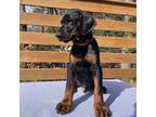 Doberman Pinscher Puppy for sale in Brattleboro, VT, USA