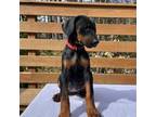 Doberman Pinscher Puppy for sale in Brattleboro, VT, USA