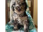 AKC Male Poodle