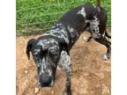 Adopt Jethro a Great Dane