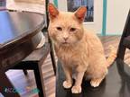 Adopt Fred a Tabby