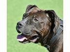 Adopt Saint a Pit Bull Terrier, Mixed Breed