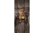 Adopt Scooby Doo a Pit Bull Terrier