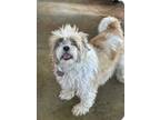 Adopt Toby a Shih Tzu