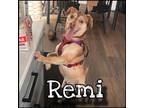 Adopt Remi a Beagle