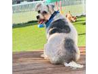 Adopt Milo a Schnauzer