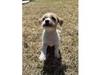 Adopt Nibbles a Jack Russell Terrier, Dachshund