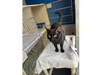 Adopt Lilo - Cat of The Week! a Domestic Short Hair