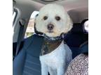 Adopt Cesar a Goldendoodle, Poodle