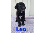 Adopt Leo a Labradoodle, Australian Shepherd