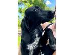 Adopt Peter-Adoption Fee Grant Eligible! a Labrador Retriever, Hound