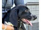 Adopt Maxwell a Labrador Retriever, Hound