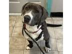 Adopt Rocky a Labrador Retriever, Pit Bull Terrier