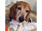 Adopt Freo a Beagle