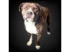 Adopt Pork Chop a Pit Bull Terrier