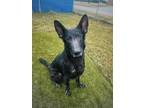 Adopt Lincoln a German Shepherd Dog