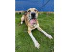 Adopt Grover a Great Dane, Mixed Breed