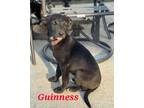 Adopt Guinness a Labrador Retriever