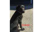 Adopt Conan a Labrador Retriever