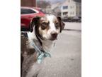 Adopt Colby a Australian Shepherd, Mixed Breed