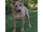 Adopt Jerry a Labrador Retriever, Mixed Breed