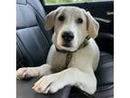 Adopt Ben a Labrador Retriever, Mixed Breed