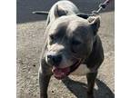 Adopt Kahir a Pit Bull Terrier