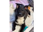 Adopt Chico a Pit Bull Terrier, Australian Cattle Dog / Blue Heeler