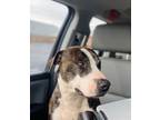 Adopt TJ a Pit Bull Terrier