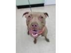 Adopt Slate a Pit Bull Terrier