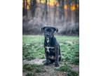 Adopt Gordy a Rottweiler, Pit Bull Terrier