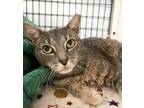 Adopt Tiger a Domestic Medium Hair