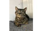 Adopt Ennis a Domestic Short Hair