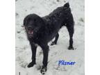 Adopt Pilsner a Labradoodle