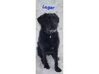 Adopt Lager a Labradoodle
