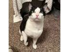 Adopt Snoopy a Domestic Short Hair