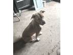 Adopt Patrick Swayze a Pit Bull Terrier